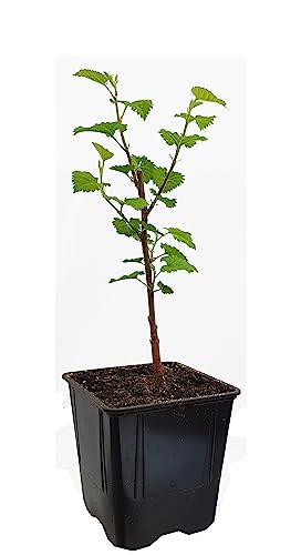 Seedeo Schwarzer Maulbeerbaum (Morus nigra) 30-40 cm