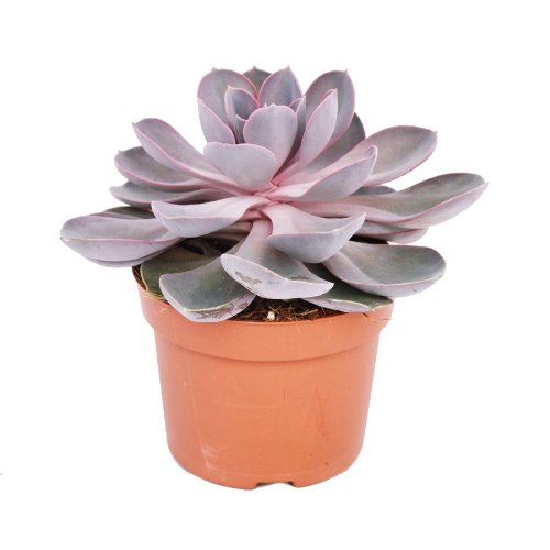 Echeveria pearl of Nuremberg - big plant in a 12cm...