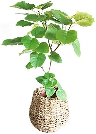 Amazon Co Jp ウンベラータ 手編みバスケット付き 観葉植物 本物 中型 大型 インテリア ウランベータ フィカス ウンベラータ ゴムの木 Diy 工具 ガーデン