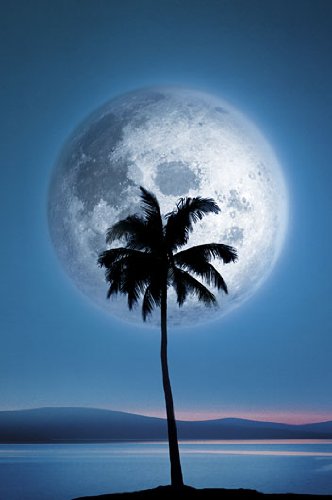 Affiche laminée palmier Dreamland Moonlight poster grand format déco