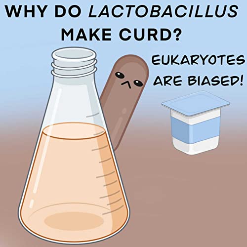 Why do lactobacillus make curd???