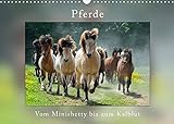 islandponys tölt VIELFALT - Mit über 25.000 verschiedenen Kalendern bietet der CALVENDO Verlag für jeden Geschmack das richtige Produkt. Zudem sind die Kalender meist in den Formaten DIN A5, DIN A4, DIN A3 sowie DIN A2 verfügbar. Der ideale Kalender für Ihr Wohnzimmer, Schlafzimmer, Küche, Esszimmer sowie für Kinderzimmer.