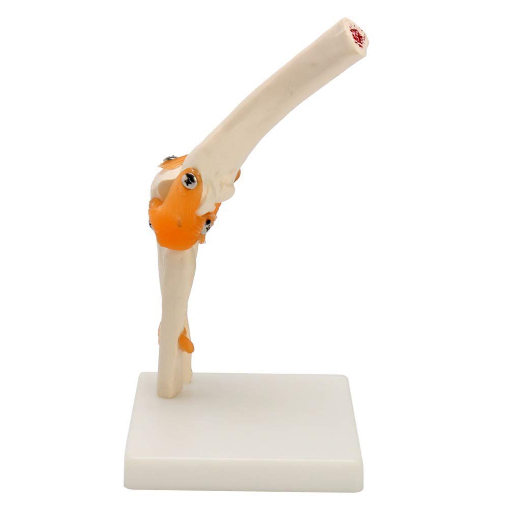 Model anatomiczny ludzki model stawu łokciowego anatomia anatomiczna stawu łokciowego Model medyczny ortopedia medyczne materiały dydaktyczne 12x12x39cm