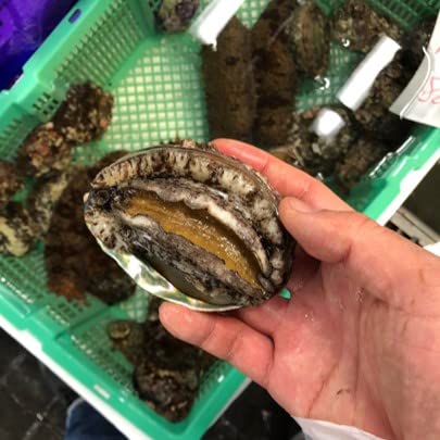 �� �N���A���r/�G�]�A���r �k�C��/�O��/�O�d�Y �� ��/���T�C�Y 2���i1��100-130g�j���A���r�y�ڈ��100-130g x2�z�① �L�F����