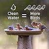 Microbe-Lift Bird Bath Clear Two-in-One Water Cleaner 4 Oz Safe for Birds, Fish & Frogs Cleans Outdoor Birdbaths & Fountains Natural Formula, Prevents Stains & Cloudiness