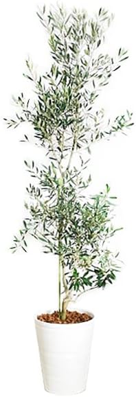 Amazon オリーブの木 10号 ホワイトセラアート鉢 大鉢 大型 インテリア 庭木 鉢植え ガーデニング インテリア 観葉植物 大サイズ 本物 10号 観葉植物 オンライン通販 Amazon オリーブの木 10号 ホワイトセラアート鉢 大鉢 大型 インテリア 庭木 鉢植え ガーデニング インテリア 観葉植物 大サイズ 本物 10号 観葉植物 オンライン通販
