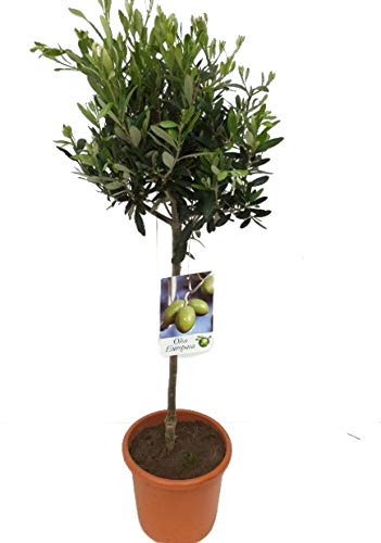 Olivenbaum, Stamm, (Olea europea), Tragen dieses Jahr Oliven, kräftige Bäume, (ca. 80cm hoch, im ca. 19cm Topf)