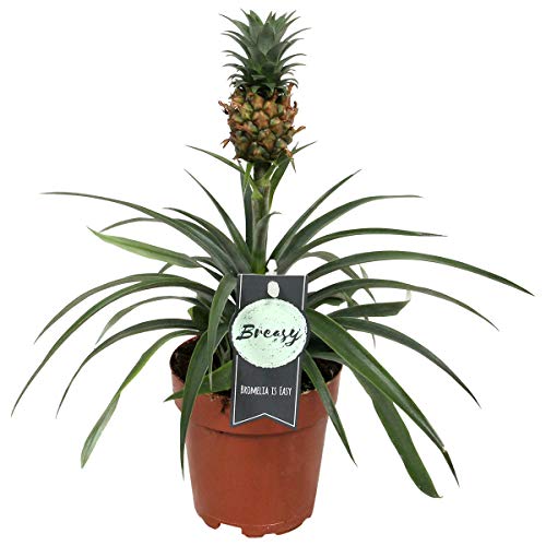 Bromeliad for sale in UK 59 secondhand Bromeliads