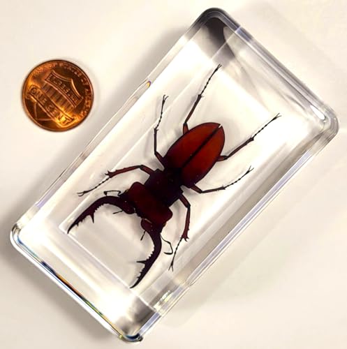 Image of 2.9 inch Real Stag Beetle Lucanus Fortunei Saunders Male in Crystal Clear Lucite Resin Specimen Preserved Insect Taxidermy Collection for Biology Science Education & Desk Ornament Display Supplies