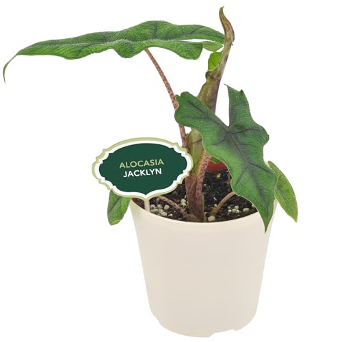 Comparison: Best Pot For Alocasia 3 Arcadia Garden Products Live Jacklyn Alocasia Unique Indoor Houseplant in Plastic Pot, Tropical Plant Collector Gift for Home and Garden Decor, 4-inch, Beige