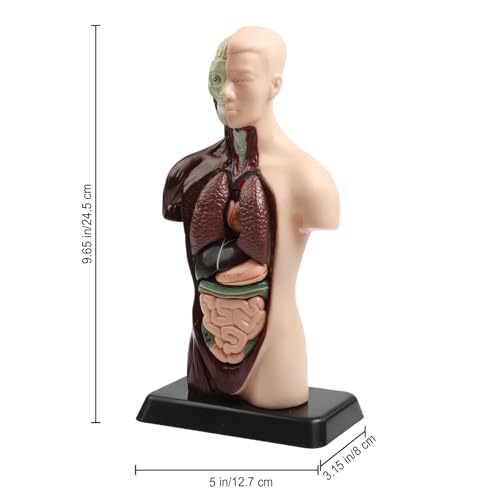 Image of Human Body Model Removable Anatomy Human Model 6 Pcs Removable 9.65 inchs for Students and Medical Education Display