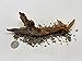 X-Small Driftwood (4.5-7 in) Assorted Natural Aquarium Decoration (3 Pieces)