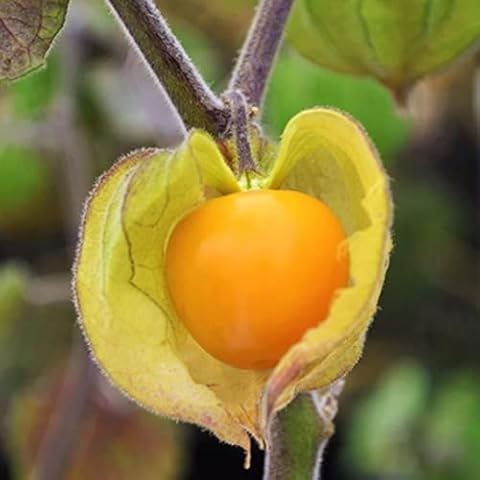TomorrowSeeds - Hawaiian Giant Poha Berry Seeds - 300+ Count Packet - for 2024 Physalis Peruviana Golden Ground Cherry Cape Goose Berry Cover
