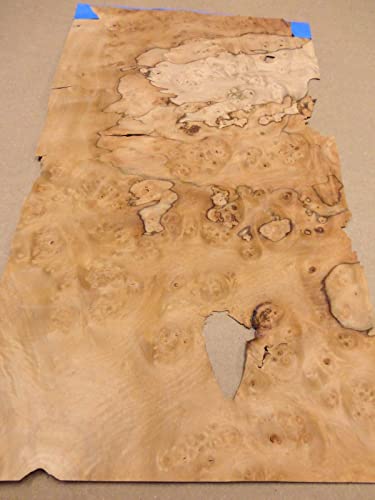 Pimento Pepperwood Nogal Burl Wood Veneer 13