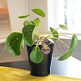 Easy Plants