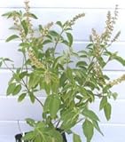 Clove basil- Vana Tulsi seed packet
