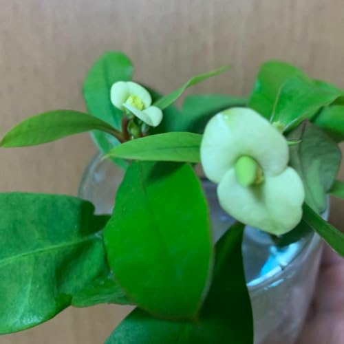 観葉植物 ハナキリン」の人気商品一覧 | 安い商品を通販サイトから探す