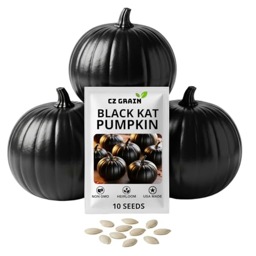 Exotic Black Kat Pumpkin Seeds for Planting (10 Seeds) Deep Black Smooth-Skinned Pumpkins Rare Decorative Variety for Fall Gardens Halloween Displays & Autumn Dcor