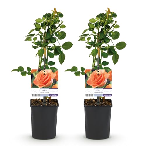 GreenboutiQ - Kletterrose - Rosa Orange Climber - Blüte Orange - Wenig Pflege - 2 Pflanzen - Topf 11cm Höhe 40cm