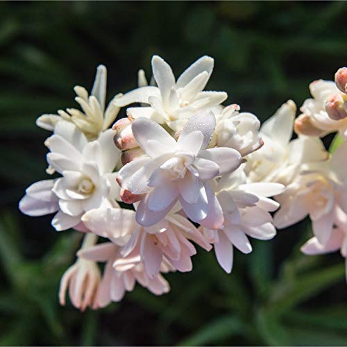 Image of Live Green Flower Bulb Tuberose /Rajnigandha Single /Double Petal Fragrance For Home Gardening (Double Petal 10 Flower Bulbs Pack)