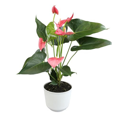 Pink Anthurium Live Plant Decor (Approx. 17-19' Tall), Real Flowers/House Plants in 6' White Plant Pot, Floral Office Plants, Air Purifying Plants & Cool Gifts for Plant Lovers by Plants for Pets