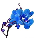 stickers orchidée pas cher superbr orchidée bleu Jm-Déco Sticker Fleur Orchidée Bleu 29x32 cm