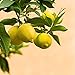 Limonero EUREKA o 4 ESTACIONES - Plantón 1 metro - PLANTA VIVA...