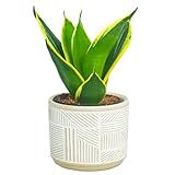 [ miipas ] サンスベリア 観葉植物 ミニ デスク 小さい 鉢 ミニ観葉植物 2号 卓上 かんよう植物 苗 ミニ植物 ミニサイズ ミィパス