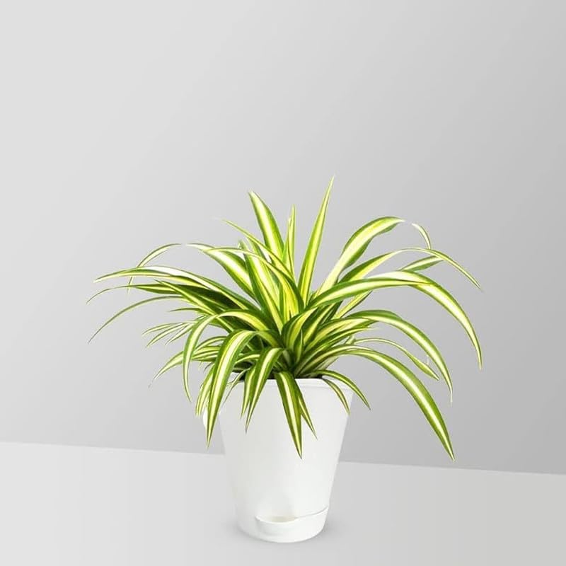 Natural F1 Air Purifying Spider Plant - Indoor & Outdoor Live Plant (Pack of 1 Healthy Live Plant)-image-42