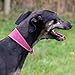 Ancol Timberwolf Lederhalsband Whippet Leder Halsband Raspberry 30-34cm
