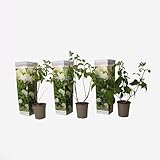Plant in a Box
