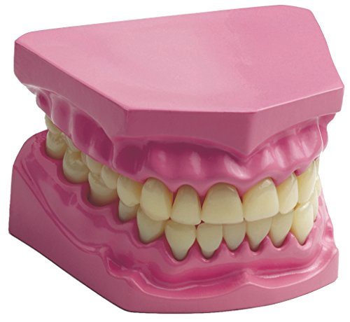 Edu Science 03091 Anatomical Teeth/Dental Set Model, multi-color