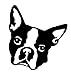 NI922 Boston Terrier Head Decal | 5.5 Inches By 5 Inches | Premium Quality Black Vinyl Decal