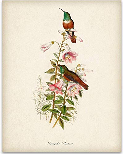 Two Hummingbirds Illustration - 11x14 Unframed Bird Wall Art Vintage Bird Print Poster - Great Home Humming Bird Decor and a Great Gift for Bird Watchers
