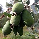 le Georgiche