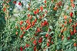 Goji Berry Seeds for Planting, 10+ Non-GMO Heirloom Wolfberry (Lycium barbarum) Seeds, Hardy Perennial Superfood Vine for Home Garden, Container & Healthy Living