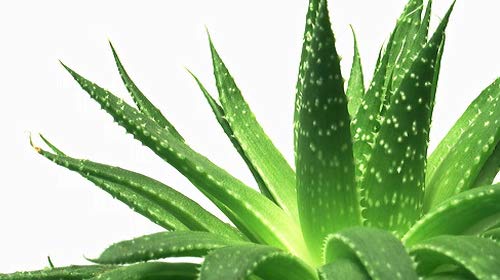 Image of Green Leaf Anti-Aging Aloe Vera Gel (120 g) Pack of 2