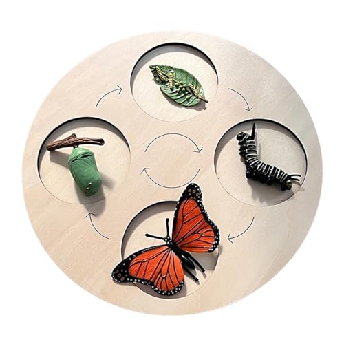 Cycle de vie du papillon puzzle évolutif en bois de hêtre durable