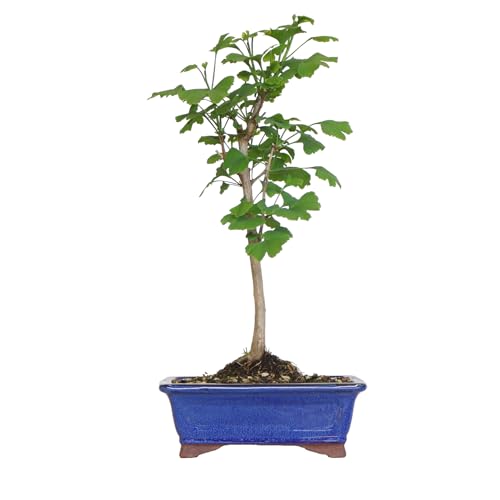 KENTIS - Ginkgo Biloba Bonsai - Natürliche Dekopflanze Für Draußen - H 40-50 cm Keramiktopf Ø 21 cm