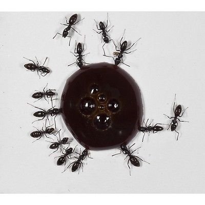 AntHouse 10ml Nectar pour Fourmis- Sirop de protéines - Protein Syrup for Queens Ants and Ants COLONYS.