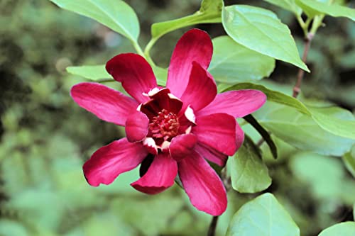 5 Sweetshrub Seeds for Planting - Carolina Allspice, Fragrant, Calycanthus Floridus Shrub Flower Seeds