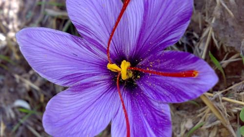 Image of Saffron Flower Bulbs /Crocus Sativus /Pack of 10, Indoor & Outdoor Planting, Kesar Bulbs for Home Garden