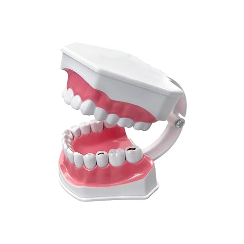 Miniatura 31 de 2 modelos de dientes estándar, modelo dental para adultos, modelo estándar de demostración de Typodont para niños, enseñanza dental, pantalla