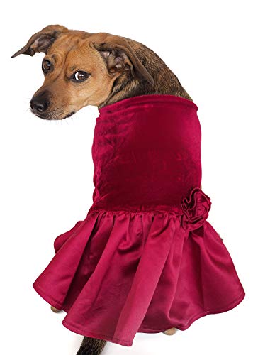 Vestido de ocasión especial para perros medianos de terciopelo