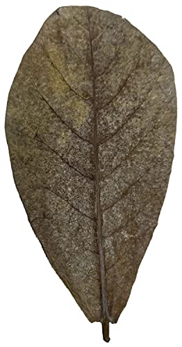 Image of Awesome Aquatic Catappa Indian Almond Leaves, 10 Count, 4-6 Inch | Natural tannins • Blackwater conditioning • Betta & shrimp habitat • Water enrichment