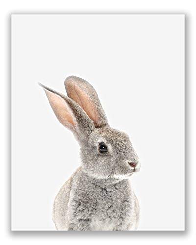 Crystal Canvas Baby Woodland Animals Poster Prints - Set Of 6 (8X10) Adorable Furry North American Portraits Wall Art Nursery Decor - Owl - Deer - Bunny - Raccoon - Hedgehog - Fox #TOP4