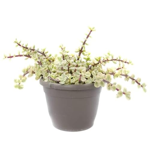 Planta Crasa - Portulacaria Afra Variegata - Suculenta Color Verde y Blanco - Planta Natural