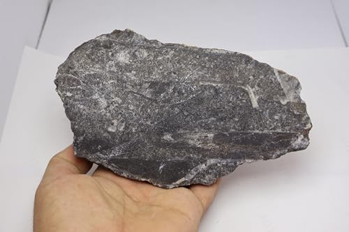 Image of Natural Orthoceras Fossil Plate from Devonian Period Fossil from Morocco A308