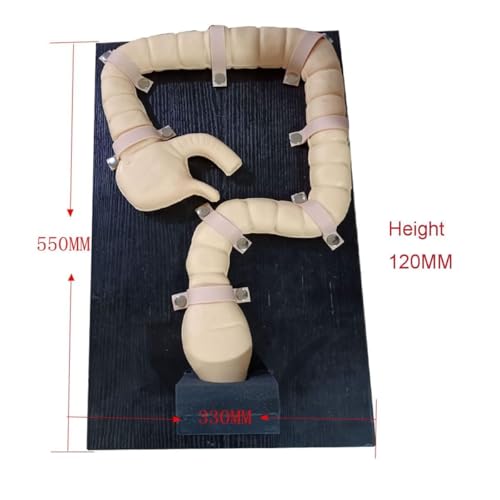 Modelo de colonoscopia con simulador de sigmoidoscopio para un entrenamiento médico realista 4