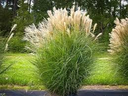 Maiden Grass, Ornamental Landscape Grass, Tall Feathery Plumes, Garden and